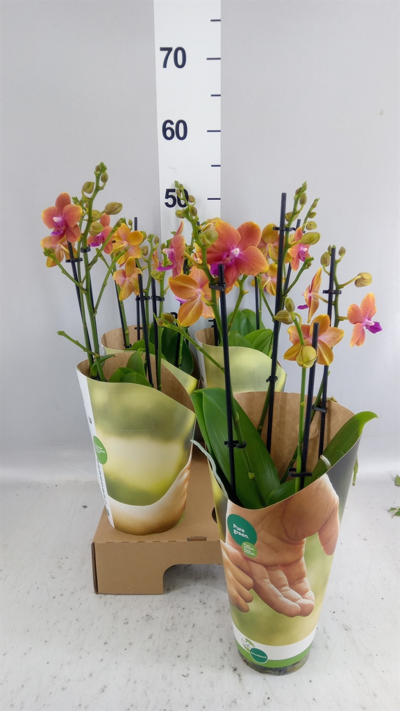 Phalaenopsis Multiflora Bolgheri 12Ø 50cm 4st