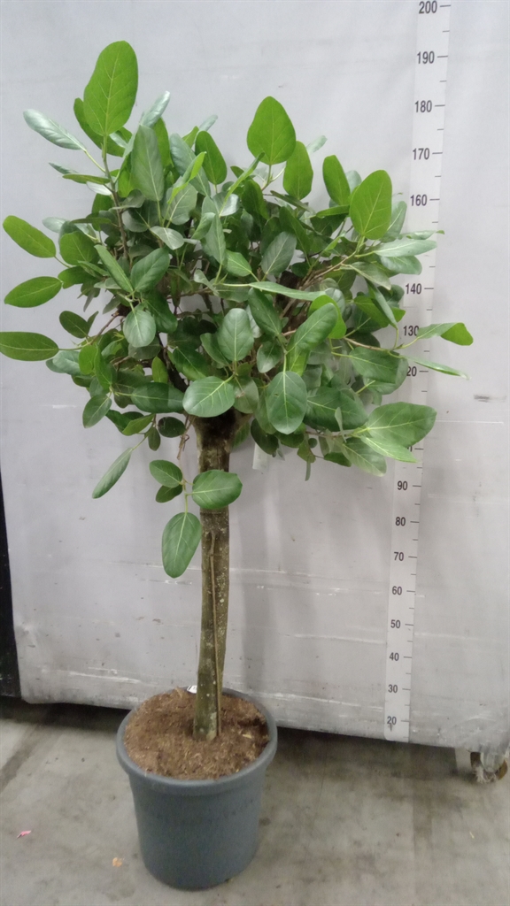 Ficus Benghalensis Audrey 40Ø 180cm