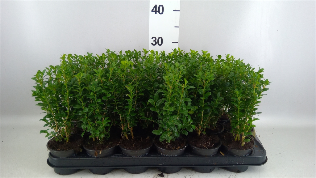 Buxus Sempervirens 9Ø 27cm