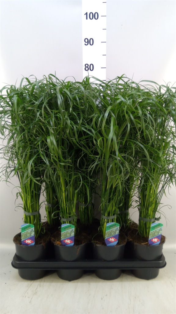 Cyperus Alternifolius 14Ø 55cm