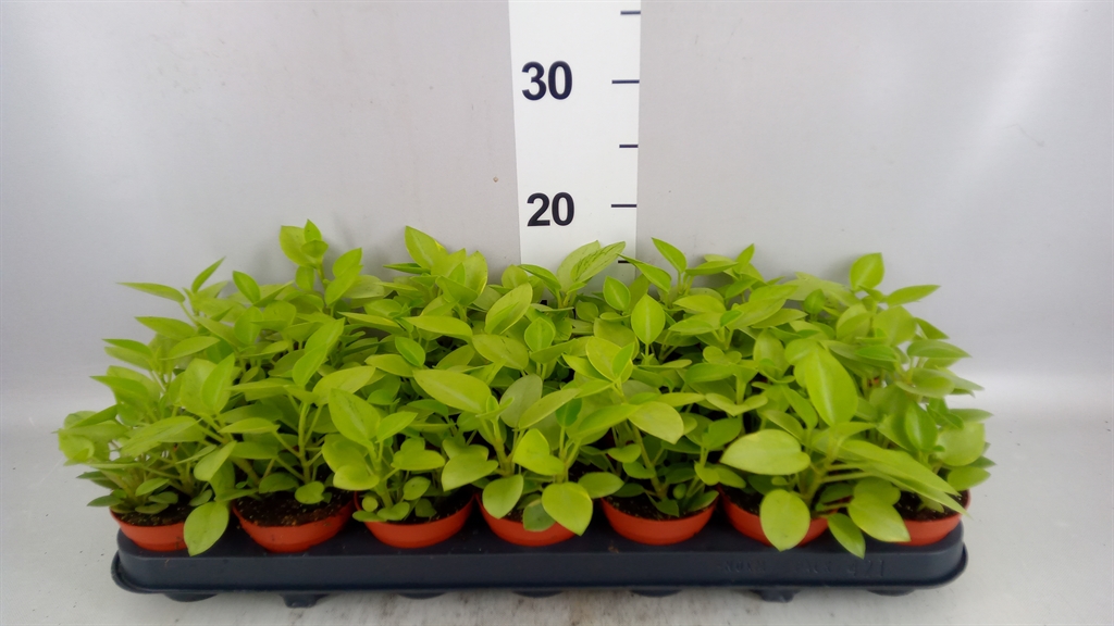Pep Pixie Variegata 508Ø 12cm