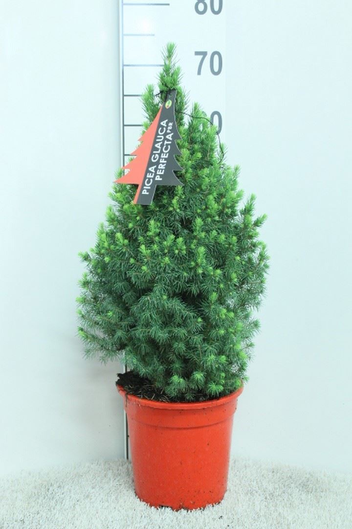 Picea Perfecta 21Ø 75cm