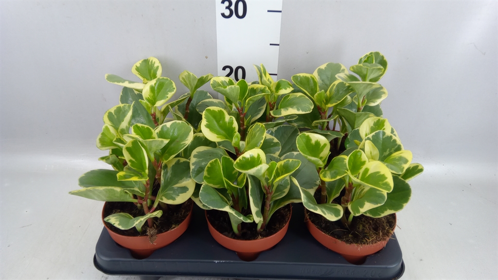 Peperomia Obtusifolia Variegata 12Ø 20cm