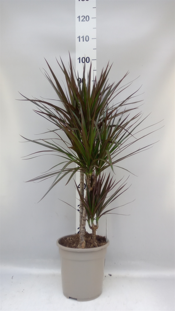 Dracaena Magenta 21Ø 100cm