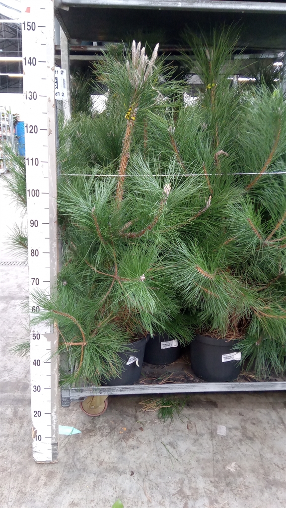 Pinus Nigra Nigra 29Ø 140cm