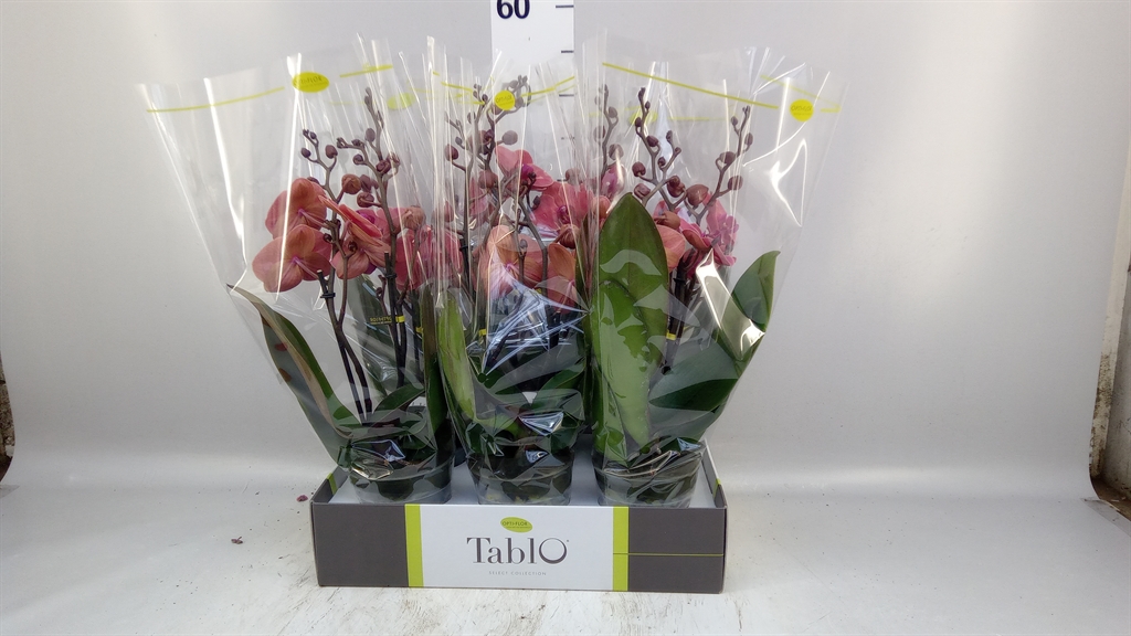 Phal Ov Oranje 12Ø 40cm