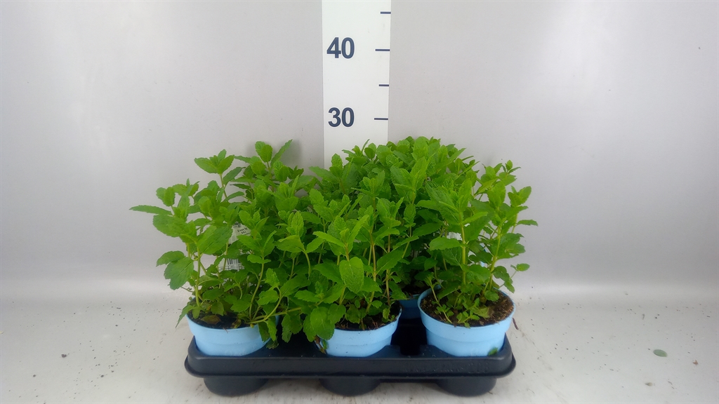 Mentha Spicata 12Ø 20cm