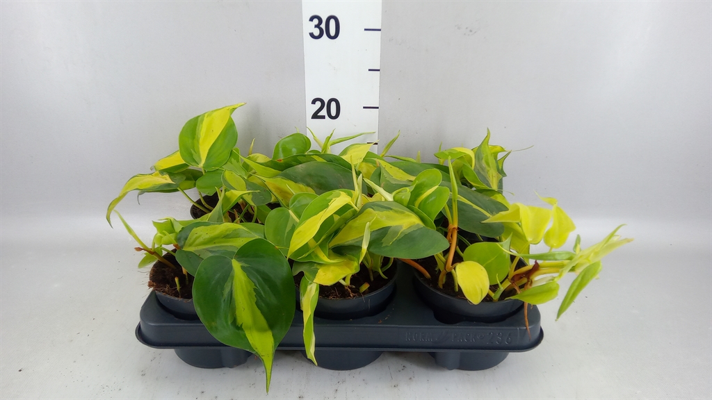 Philodendron Scandens Brasil 12Ø 20cm