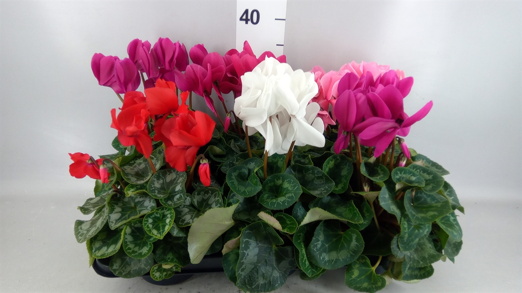 Cyclamen Super Serie Leopardo 13Ø 30cm