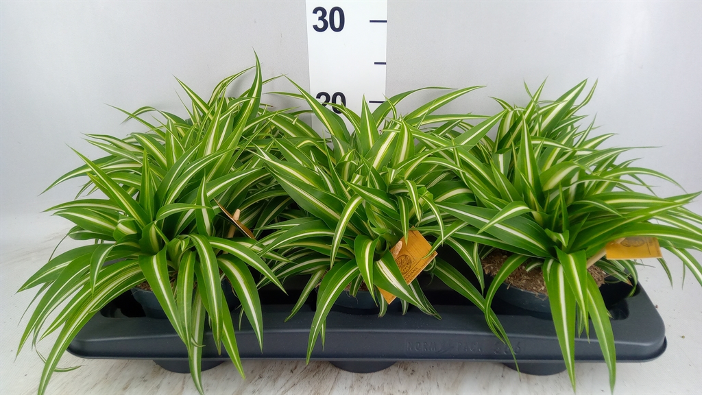 Chlorophytum Variegatum 12Ø 20cm
