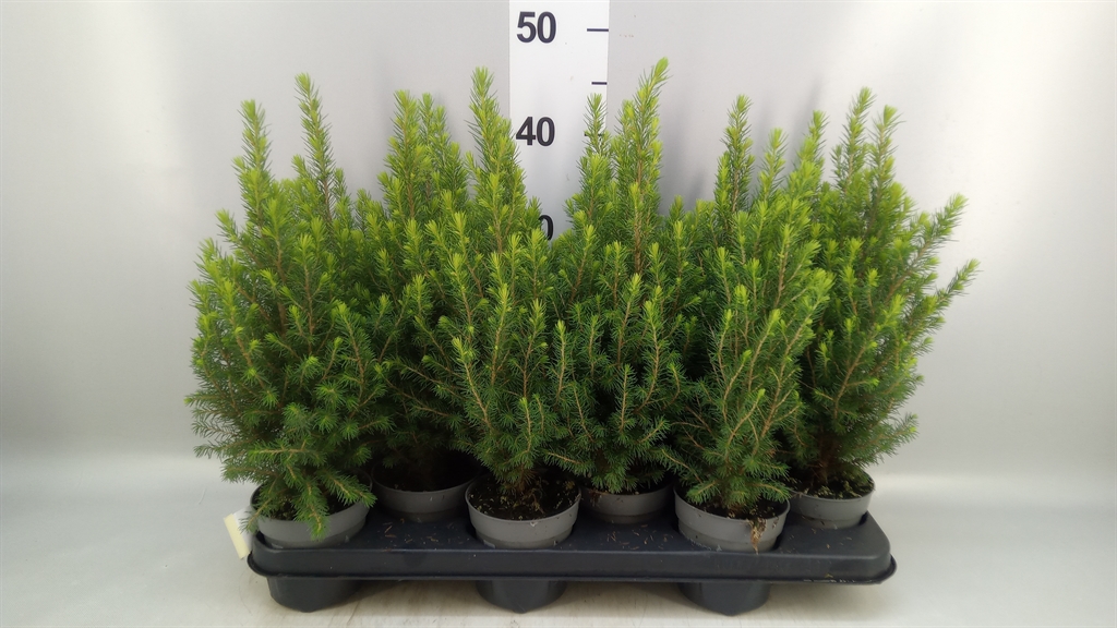 Picea Glauca Magnifique 11Ø 40cm