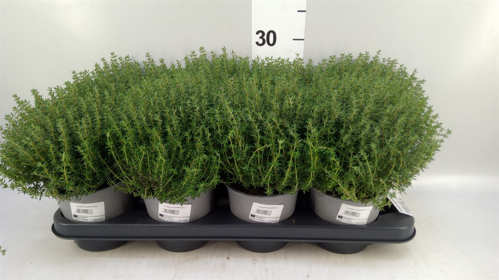 Thymus Vulg Compactu 14Ø 25cm