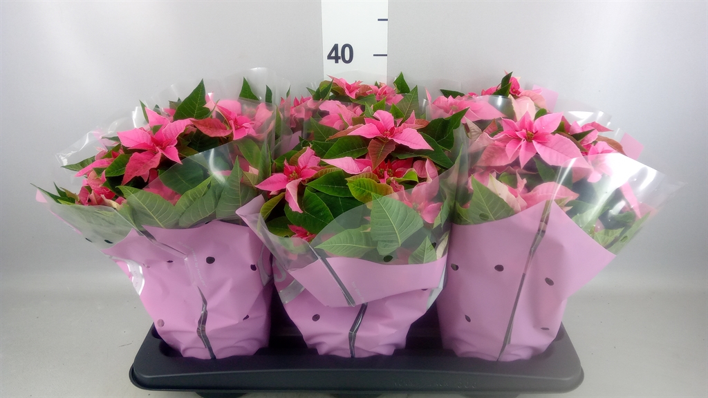 Euphor P Pri Pink 14Ø 35cm