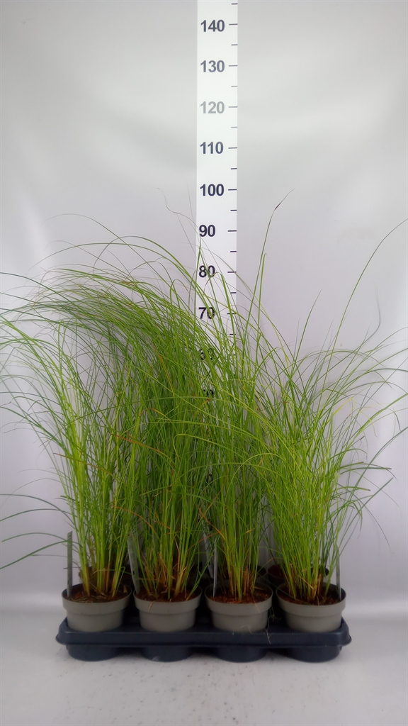 Miscanthus Gracillimus 14Ø 50cm