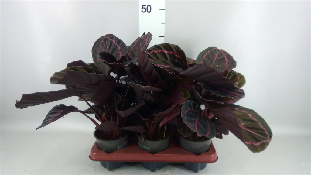 Calathea Dottie 12Ø 35cm