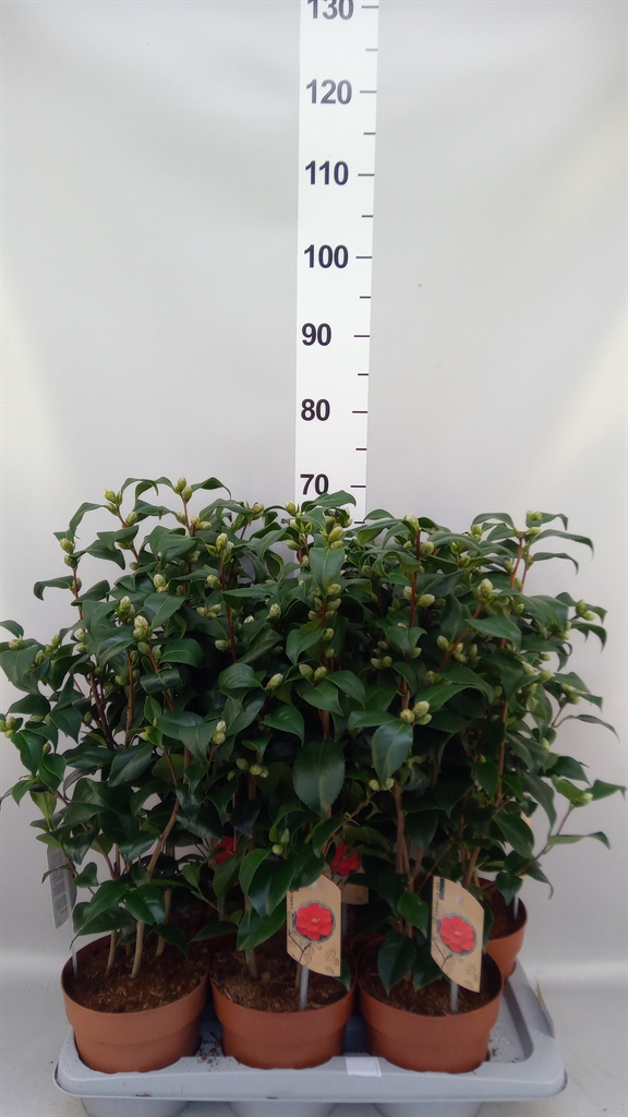 Camellia Mary Williams 17Ø 60cm