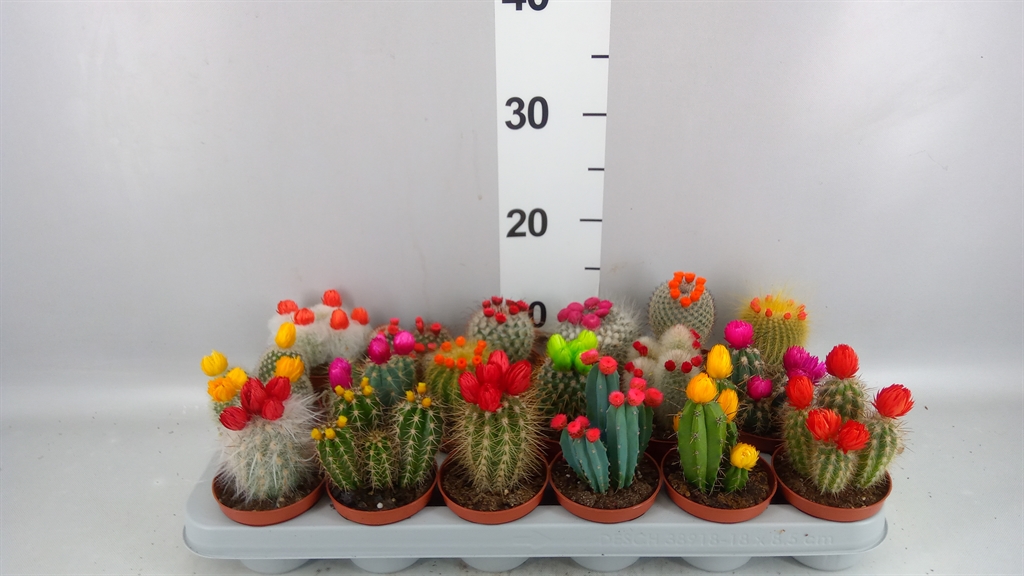 Cactus Decorated 8Ø 12cm