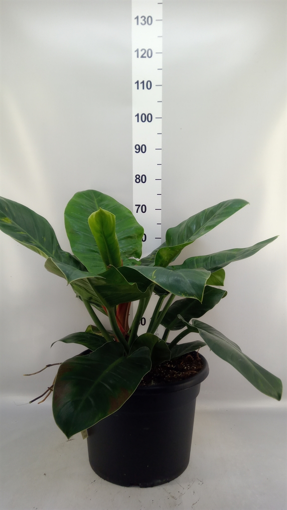 Philodendron Imperial Green 37Ø 70cm