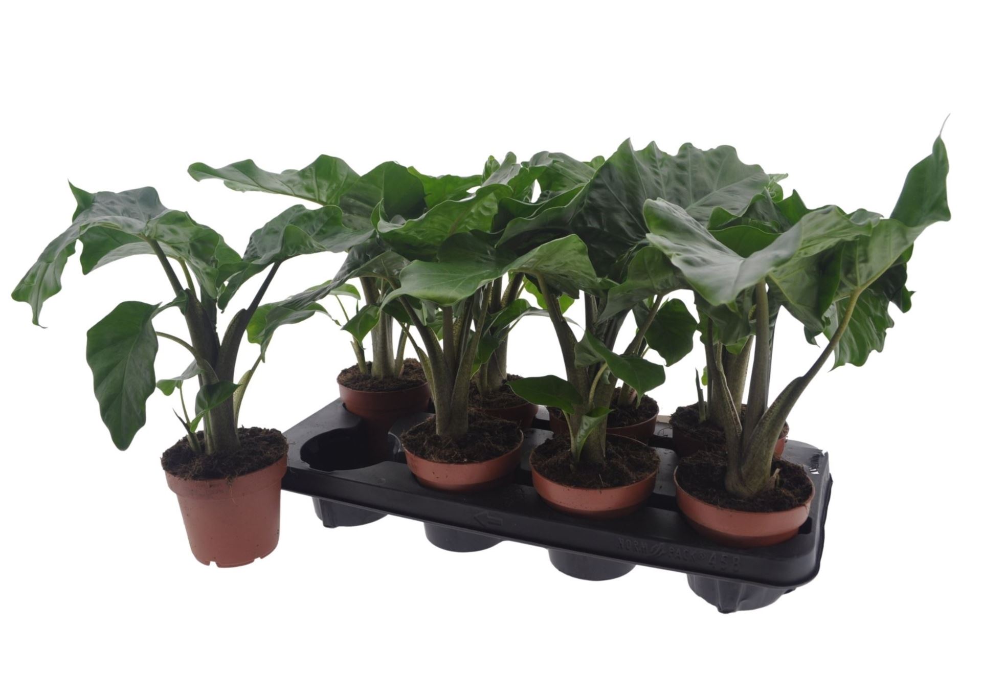 Alocasia Low Rider 12Ø 40cm