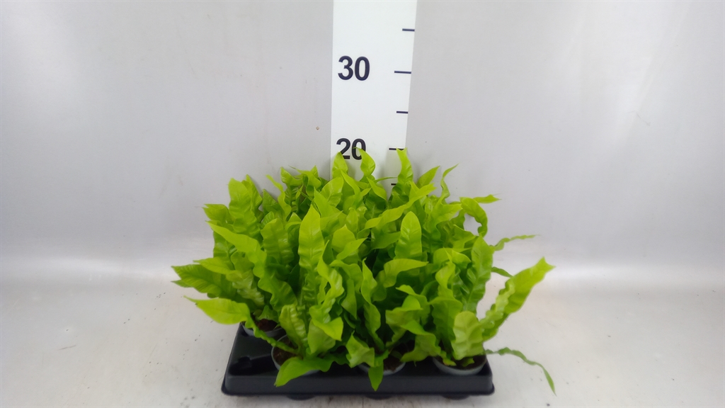 Aspl Nidus 6Ø 15cm