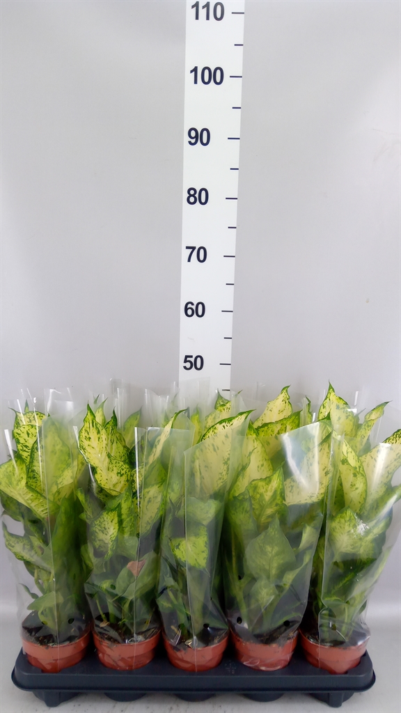 Dieffenbachia Amy 12Ø 40cm