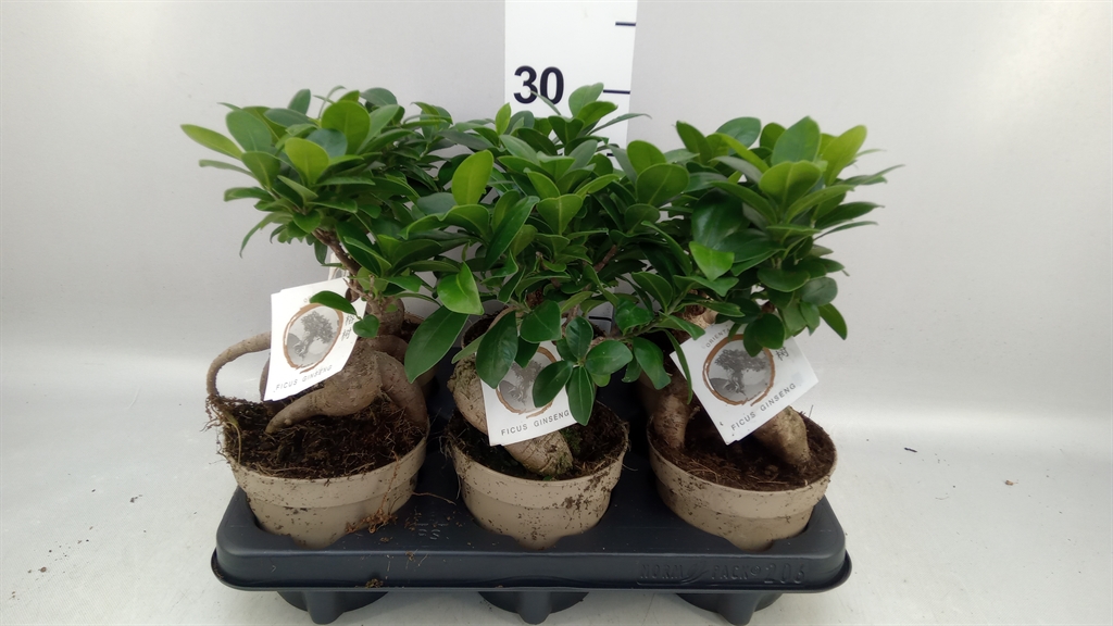 Ficus Microcarpa Ginseng 12Ø 30cm