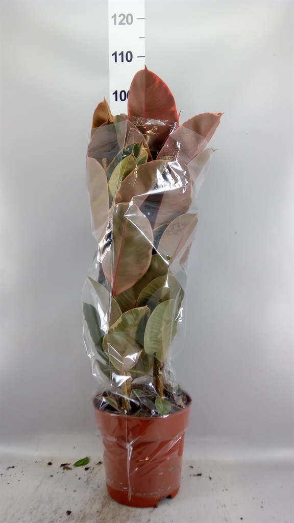 Ficus Belize 24Ø 85cm