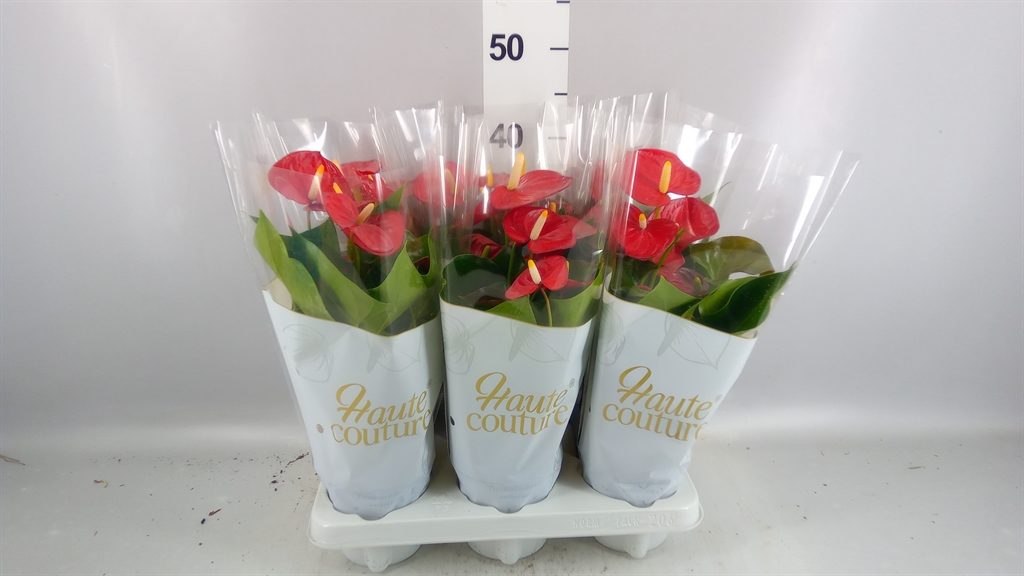 Anthurium Everio 12Ø 40cm