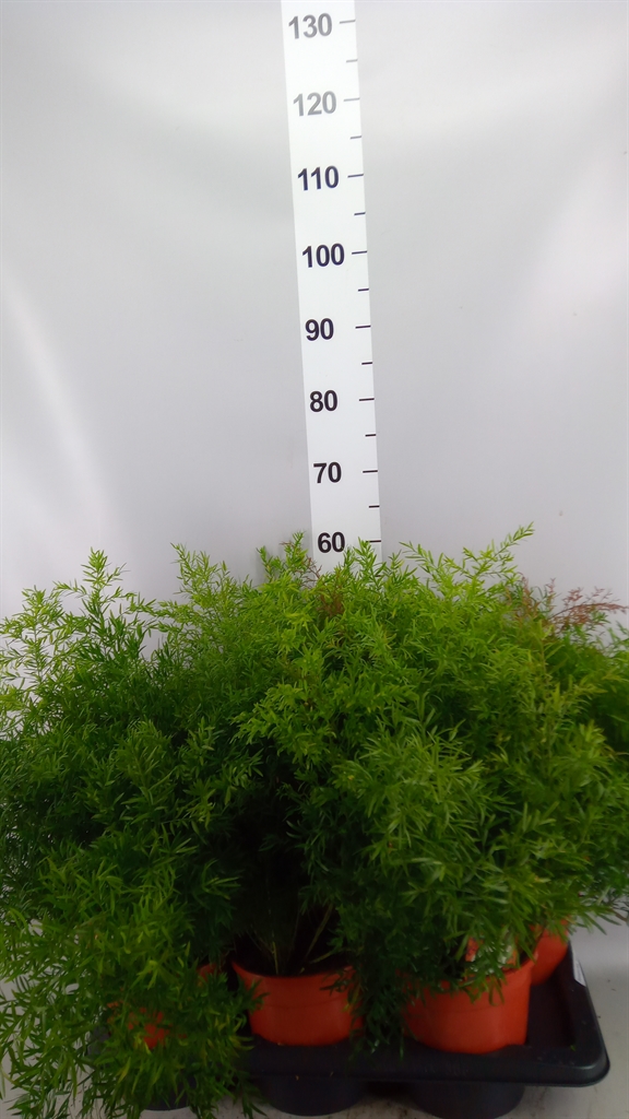 Asparagus Densiflorus Cwebe 17Ø 40cm
