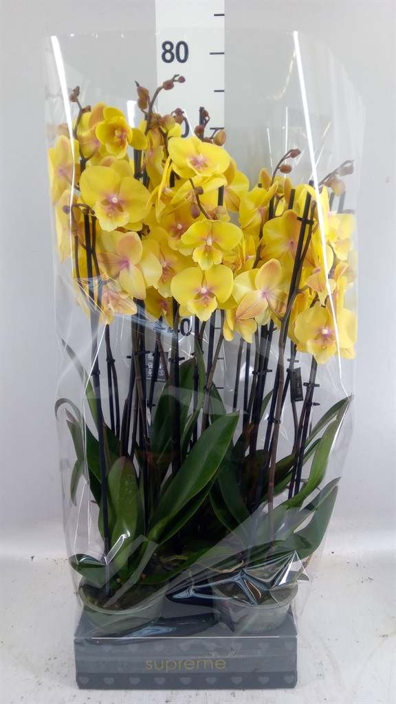 Phalaenopsis Manta Palau 12Ø 65cm 3st