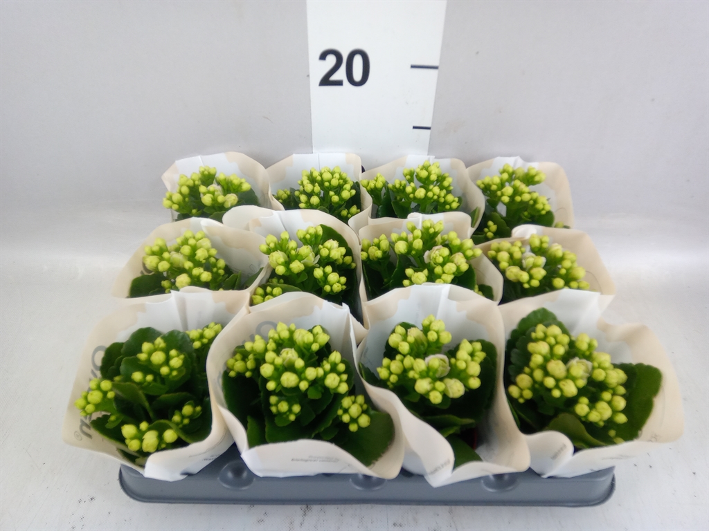 Kalanchoe Double More Flowers Paris 6Ø 14cm