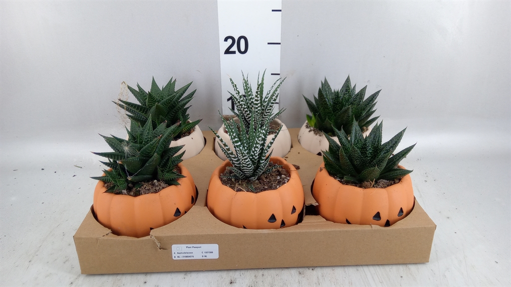 Aloe Mix 8Ø 15cm