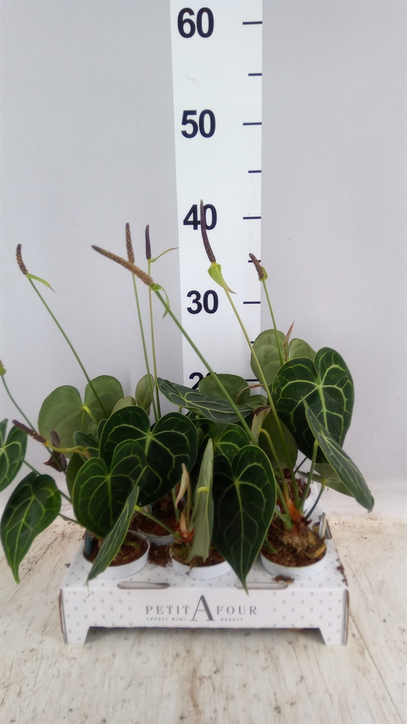 Anthurium Clarinervium 7Ø 25cm