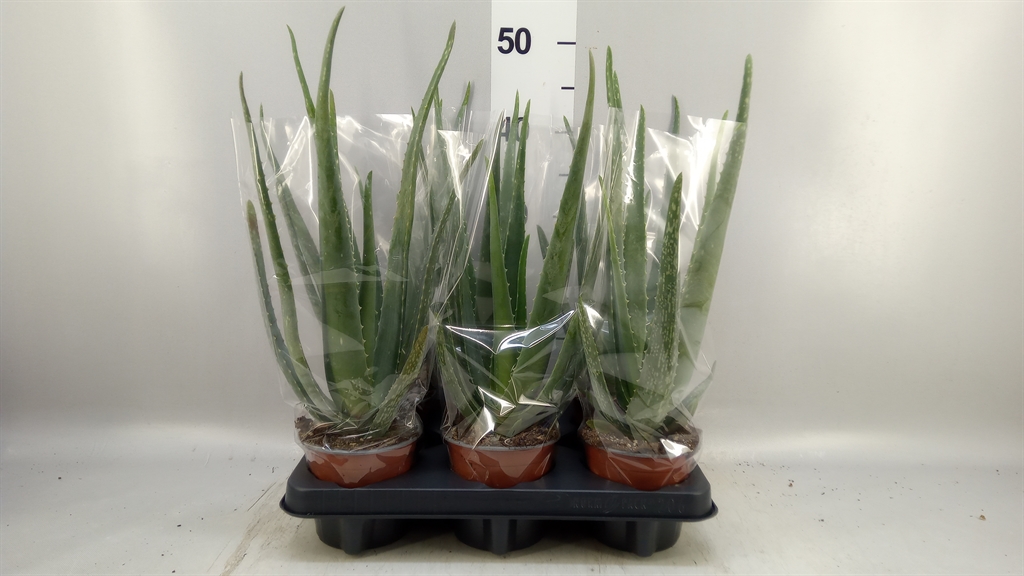 Aloe Vera 12Ø 47cm