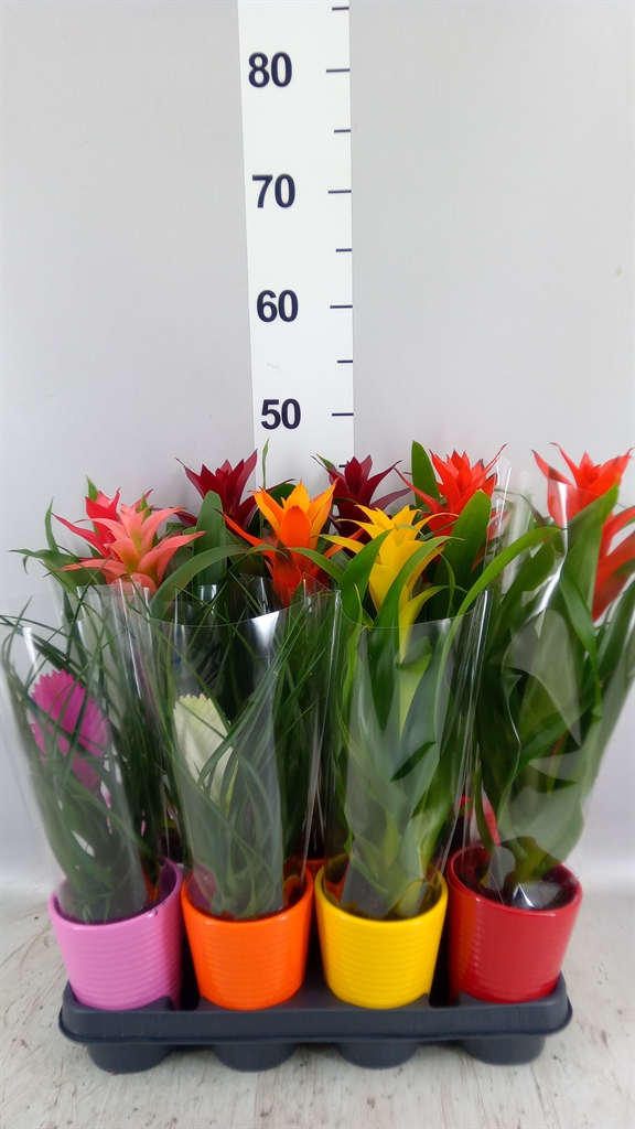 Bromelia Mix 11Ø 35cm