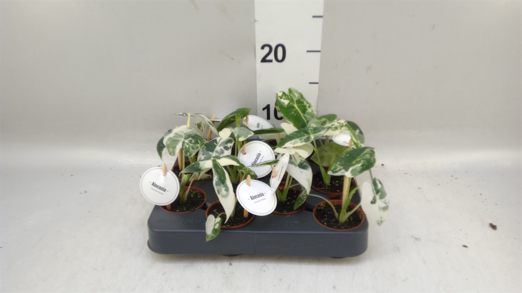 Alocasia Overig 6Ø 10cm