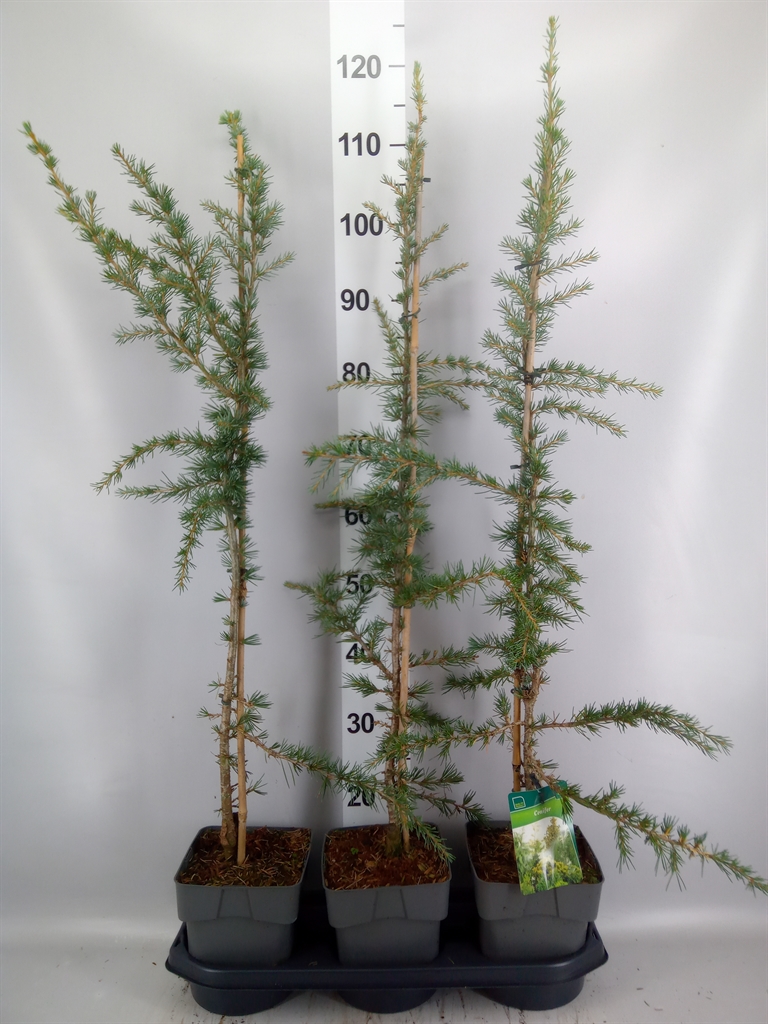 Cedrus Deodara 19Ø 100cm