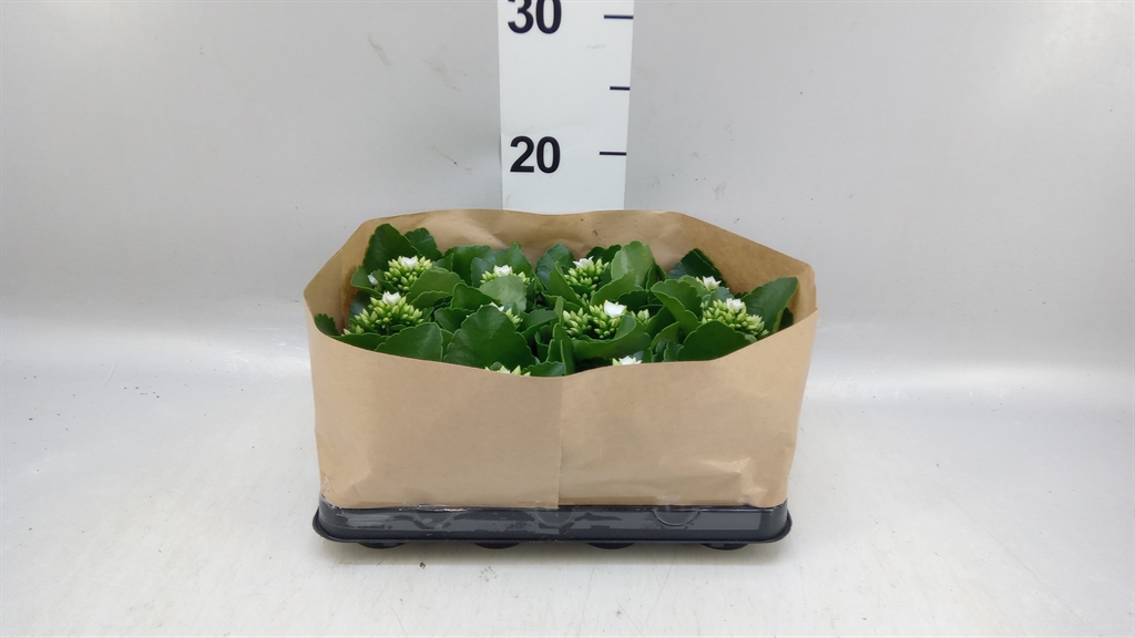 Kalan Blossfeld Ov 6Ø 10cm