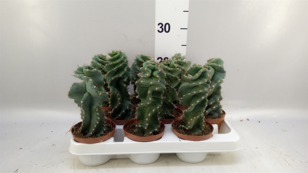 Cereus 11Ø