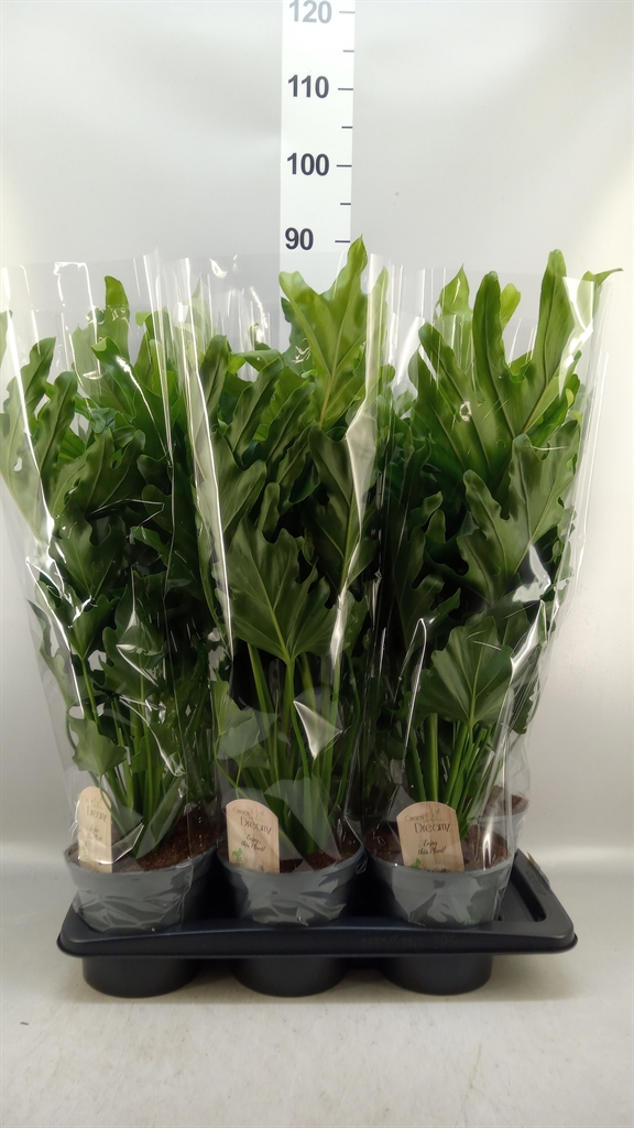 Philodendron Little Hope 17Ø 60cm