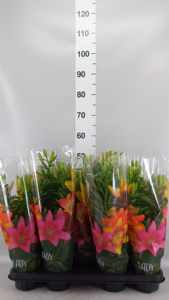 Lily Asiatic Mix 13Ø 43cm