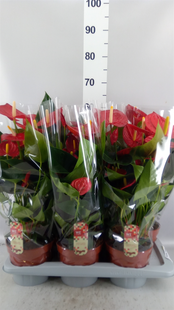 Anthurium Tremendo 17Ø 65cm