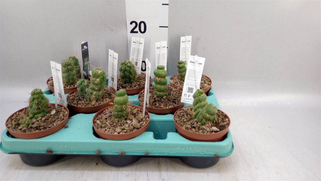 Cactus Overig 510Ø 16cm
