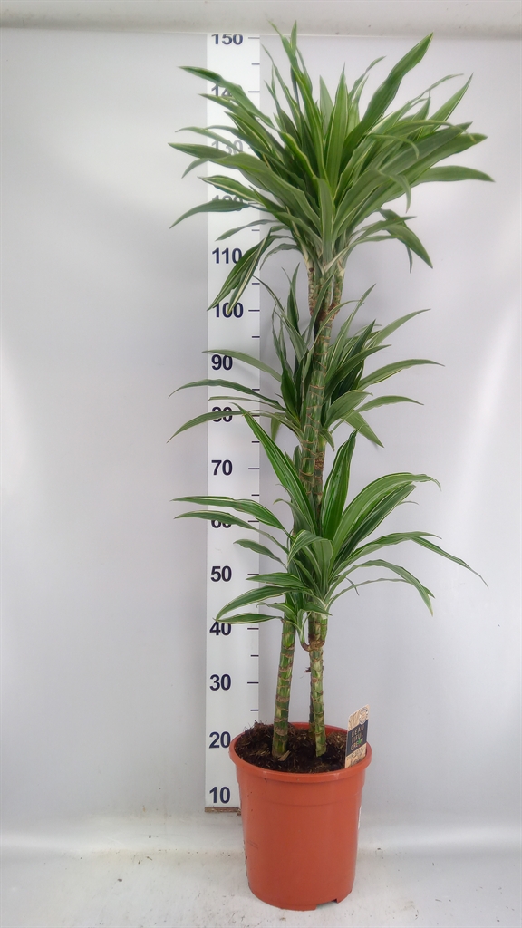 Dracaena Warneckei 24Ø 140cm