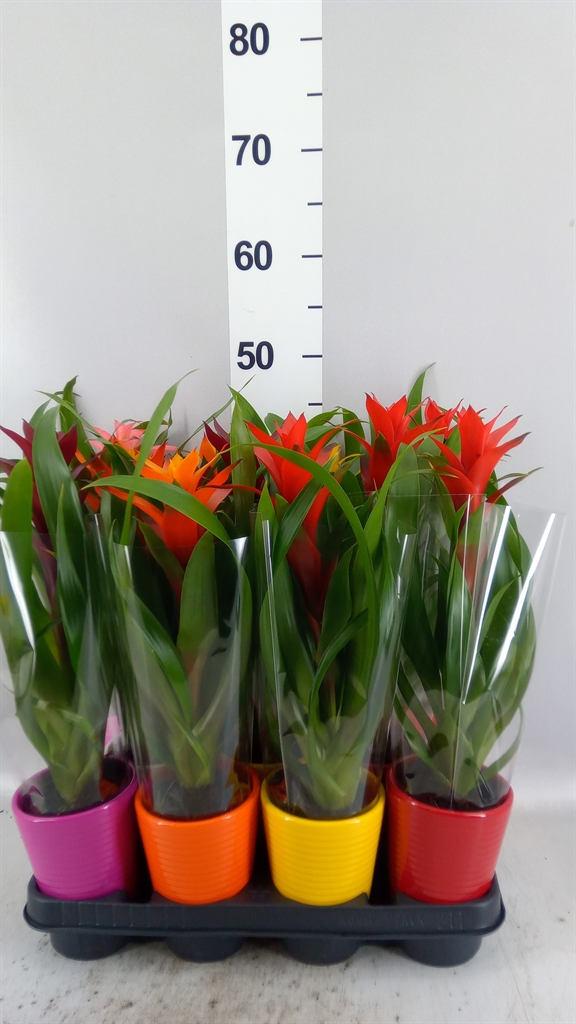 Guzmania Mix 11Ø 35cm