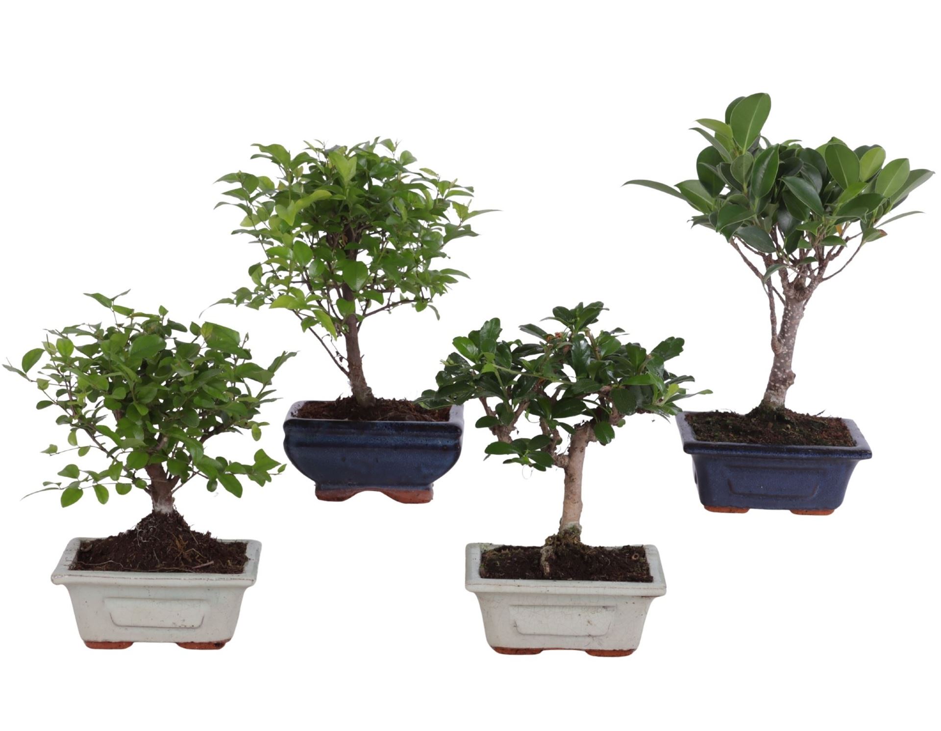 Bonsai Mix 12Ø 20cm