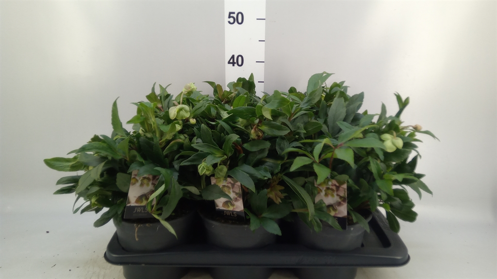 Helleborus Jwls Winterbells 17Ø 40cm