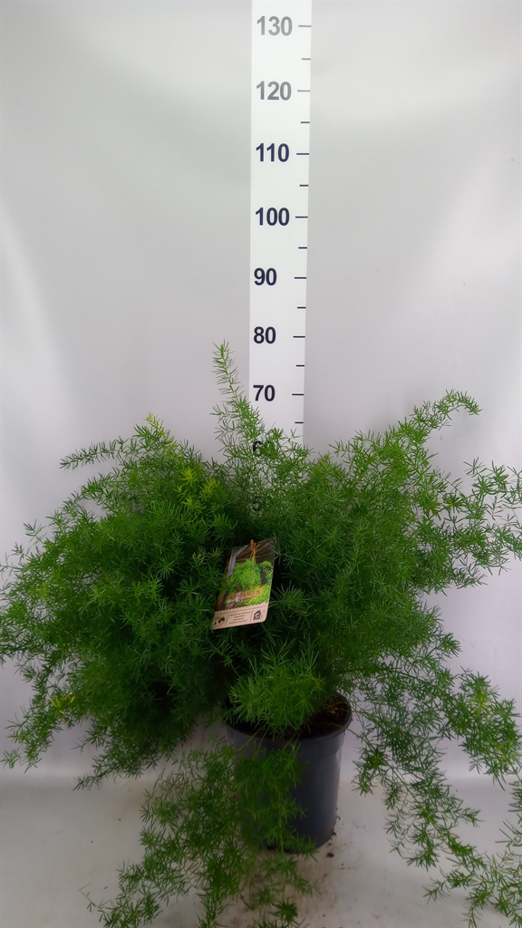 Asparagus Densiflorus Sprenge 21Ø 50cm