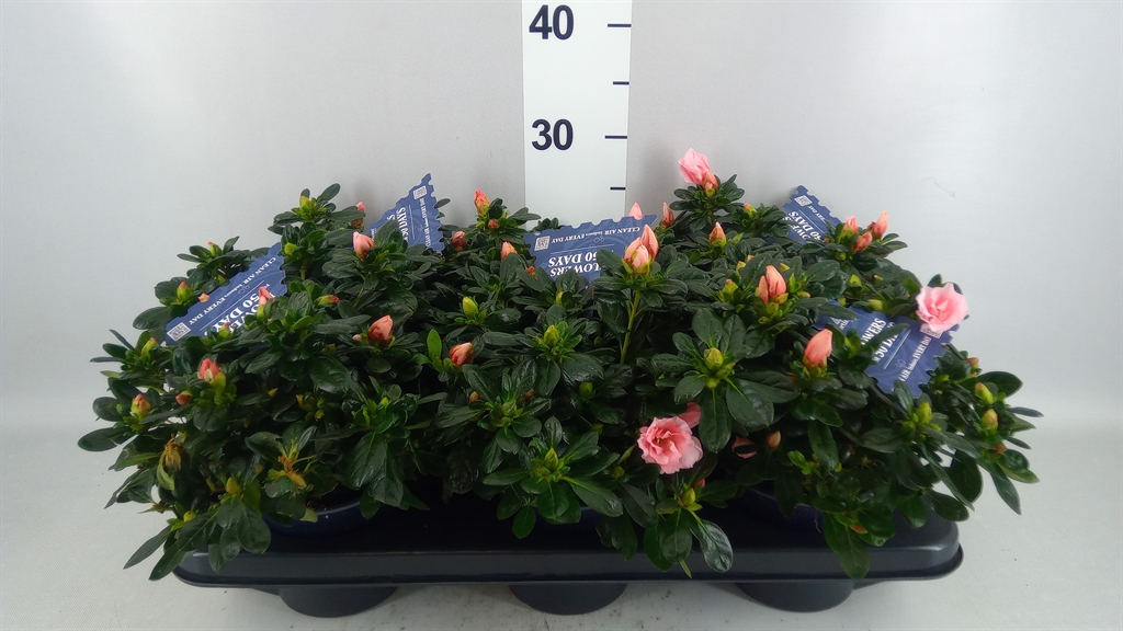 Rhododendron Hortinno Classic Rouge 13Ø 25cm