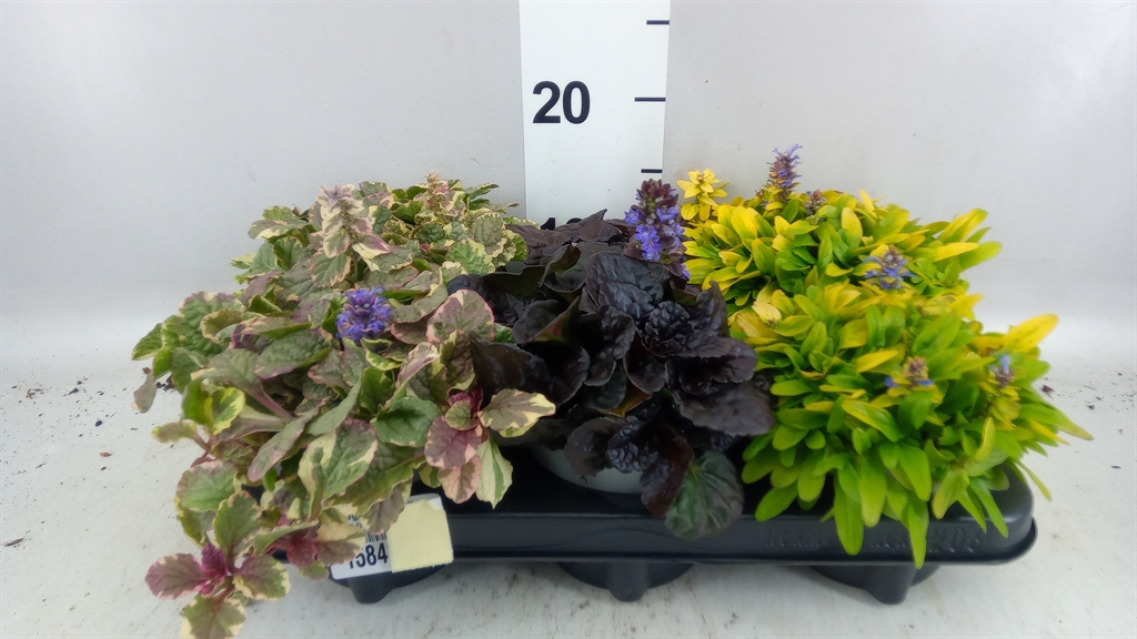 Ajuga Feathered Friends Mix 12Ø 12cm